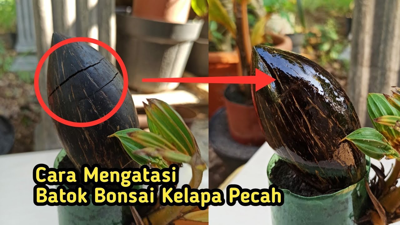 Bonsai Shell HOW TO DEAL WITH A BROKEN COCONUT BONSAI SHELL | BONSAI KELAPA - YouTube