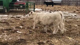 Lot 1 IGWT steer Thompson Show Steers