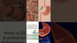 Bacteria Helicobacter Pylori #gastroenterología #medico #reels #salud #shorts