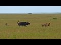 Tanzania - Serengeti - fight Buffalos vs. Lions