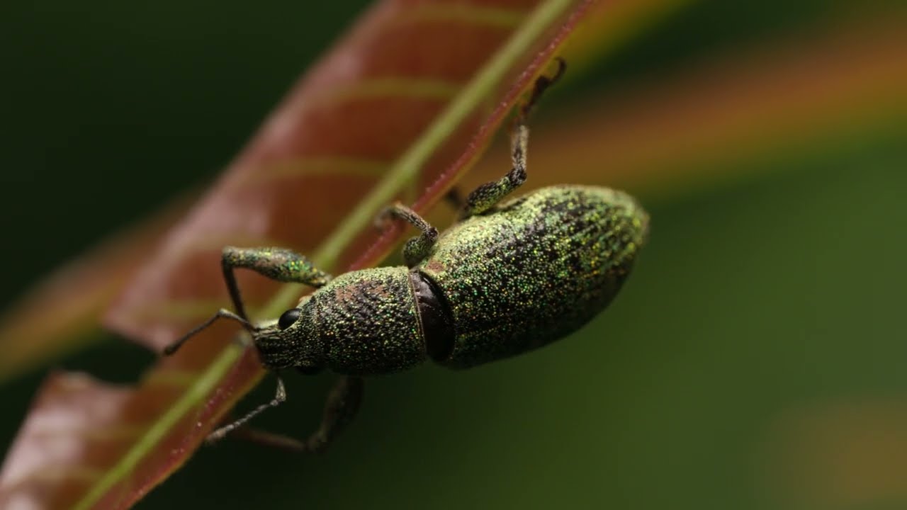 Filming the Miniscule: Expert Guide to Insect and Arachnid Cinematography
