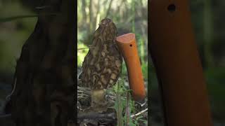 Сморчок-гигант высотой с ножик! #mushroom #morchella #сморчки #еда #природа #nature