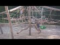 American Academy of Pediatrics release new guidance on the importance of recess