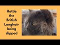 British Longhair Cat Being Clipped の動画、YouTube動画。