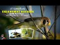 Chiangmai birding vlog part 4  doi angkhang thailand