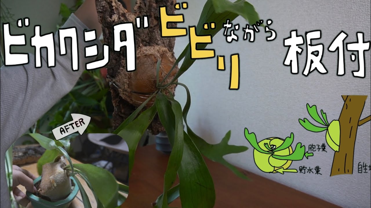 観葉植物】ビカクシダ、板付してみた！（恐れない心） - YouTube