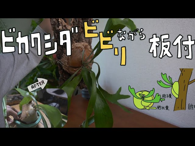 観葉植物】ビカクシダ、板付してみた！（恐れない心） - YouTube