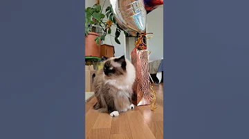 Самые спокойные породы кошек для детей
