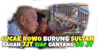 CUCAK ROWO BURUNG SULTAN, HOKI, YA JUARA 1 YA DAPAT DOORPRIZE 8 JT