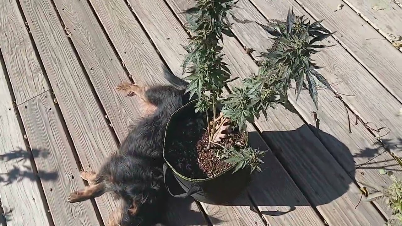 End of season 1 harvest Mystery Box,briscotti Cream Flowering 