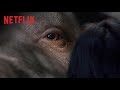 各国で大絶賛の嵐！『オクジャ/okja』特別映像 コメント編