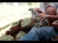 Backyard Chickens 101