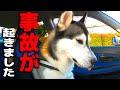 事故が起きました。即病院へ 虹の橋をわたるところでした。ハスキー犬と保護犬トイプードル