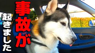 事故が起きました。即病院へ 虹の橋をわたるところでした。ハスキー犬と保護犬トイプードル