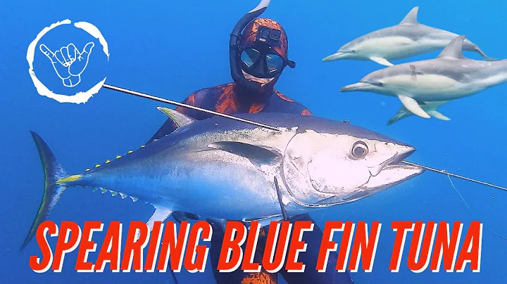 SPEARFISHING for HUGE BLUE FIN TUNA in Southern Vi...