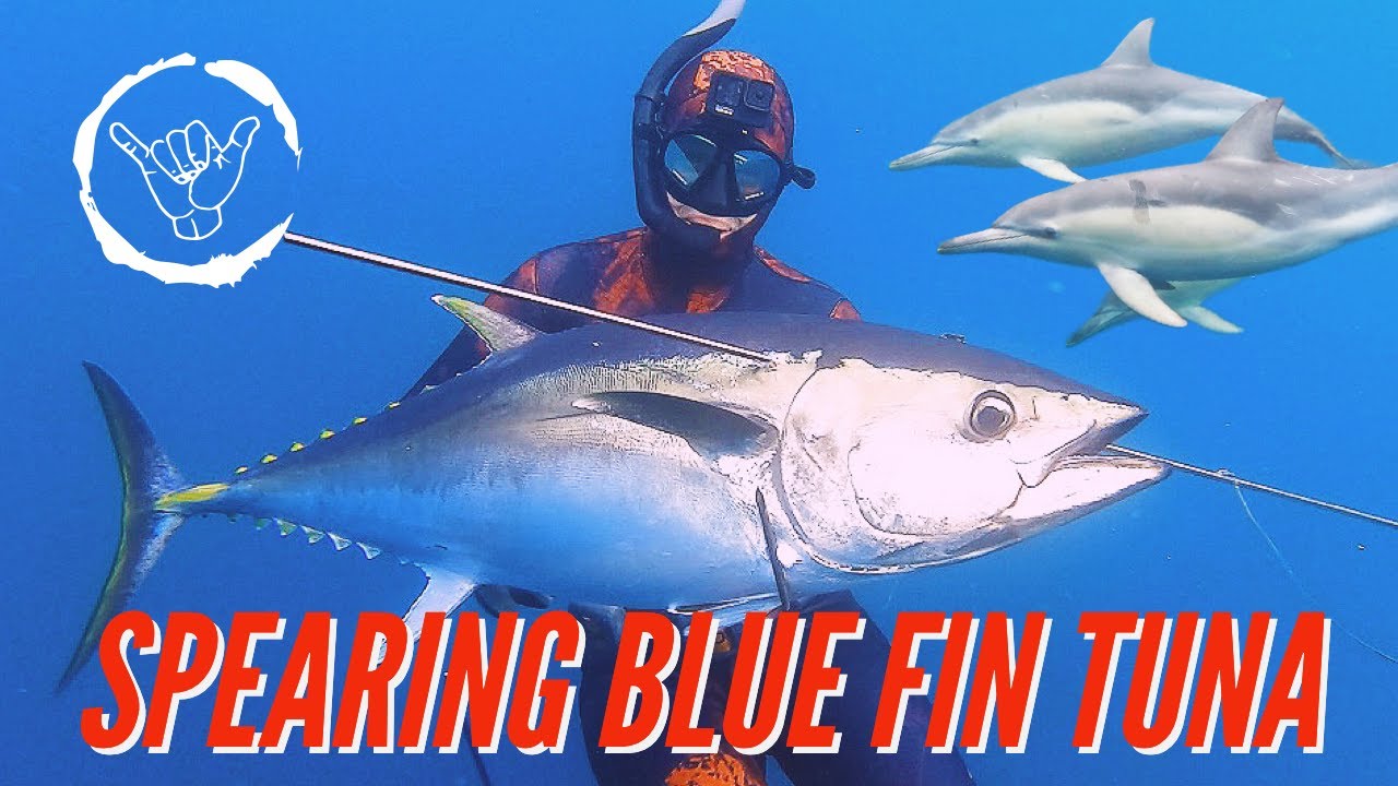 SPEARFISHING for HUGE BLUE FIN TUNA in Southern Victoria! The most INSANE MISSION We Have Ever Done!