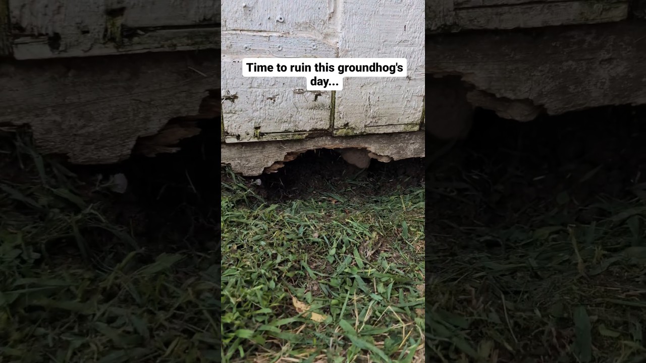 Что может пойти не так?! Ловля сурка 