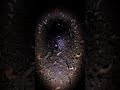Tiny Fungus Infected Insect POV  Ground Level Micro Camera Documentary