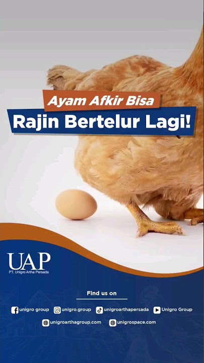 AYAM AFKIR BISA BERTELUR LAGI? BEGINI CARANYA! #AyamPetelur #AyamLayer #AyamAfkir