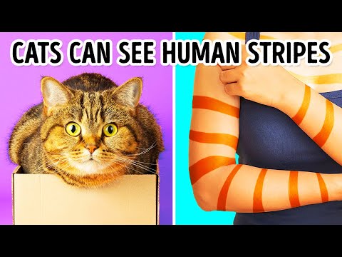We Have Stripes, Too + 50 Quick Body Facts