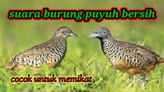 Suara burung puyuh yang sering ada di perkebunan