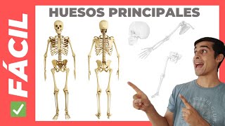 ✅ PRINCIPALES HUESOS del Cuerpo Humano (FÁCIL) Sirve para Niños