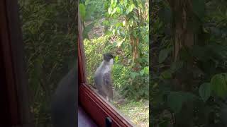 Burung Cantik Matok2 Jendela
