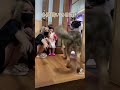 最後おかしくない W 多頭飼いの日課 最後おかしくない W 多頭飼いの日課