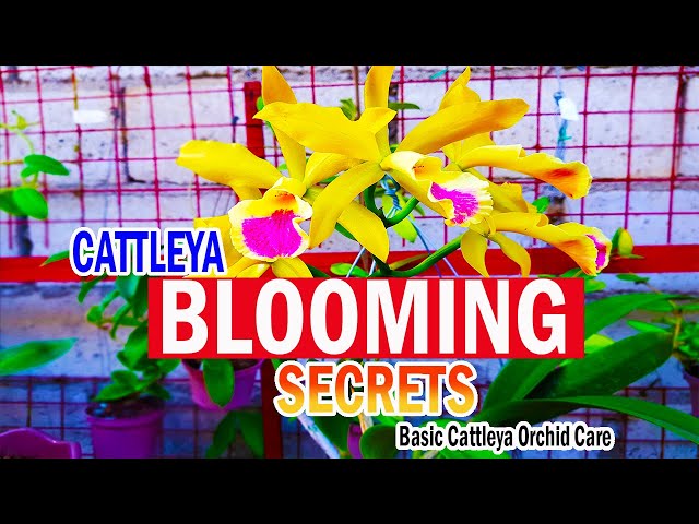 SECRETS on BLOOMING CATTLEYA | Cattleya Orchid Care class=