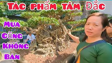 Khi người đẹp mê cây thì ai mua cũng không bán tác phẩm Phúc Lộc Thọ rất tâm đắc mua tận Ninh Bình