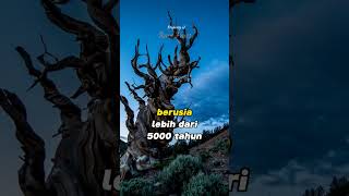 4 fakta unik: Kelelawar bisa melihat dengan suara #fact #faktaunik #motivation