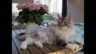 Maine Coon Felix. First time outdoor