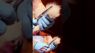 Cat gets a Lion Clip grooming experience 🐱➡️🦁 #ytshorts #shorts #cat #groom #lion #pets
SUBSCRIBE to Beastly: http://bit.ly/2ceCJY0
Follow your favourite Beastly shows on Facebook and Instagram!
Big Dogz: https://www.facebook.com/BIGDOGZSHOW/
Beastly: https://www.instagram.com/beastlyshow/
Dog Dynasty - https://www.instagram.com/dogdynastyshow/
Check out more videos here!
Truly: https://www.youtube.com/user/barcroftmedia/featured
Barcroft Cars: https://www.youtube.com/user/BarcroftCars/featured Cat gets a Lion Clip grooming experience 🐱➡️🦁 #ytshorts #shorts #cat #groom #lion #pets