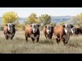 Van Newkirk Herefords Video HD