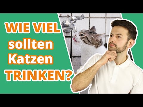 Video: Warum Trinkt Die Katze Viel?