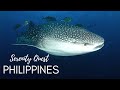 PHILIPPINES DIVING - REEFS OF THE VISAYAS  / SULU SEA BEST - 4K VIDEO