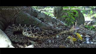 Rattlesnake Strikes In Slow Motion 03