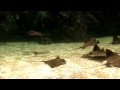 5000 Liter Aquarium - SELTENE FISCHE - Stechrochen, Datnoid, Pfauen Bass, Arowana seltene Fische