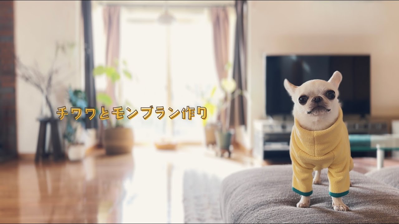 【わんこが喜ぶおやつ】自然食材で作る最高の無添加モンブラン🍠🌰／チワワと冬の北海道暮らし