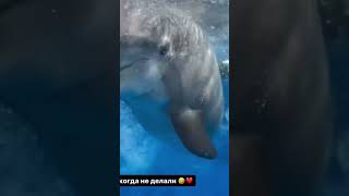Hasbulla Finds A New Friend 🐬❤️ #dolphin #ocean #ufc #cute #tricks #friends #happy #animals #islam