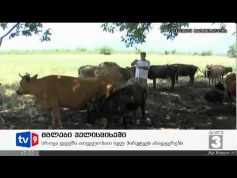 ახალი 3 | მგლები ველისციხეში | 25.06.12