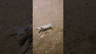 This blind crayfish lives in a HUGE CAVE