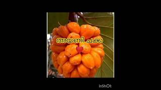 ഇത്ര പ്രതീക്ഷിച്ചില്ല അയണി ചക്ക #fruits #youtubeshorts #love