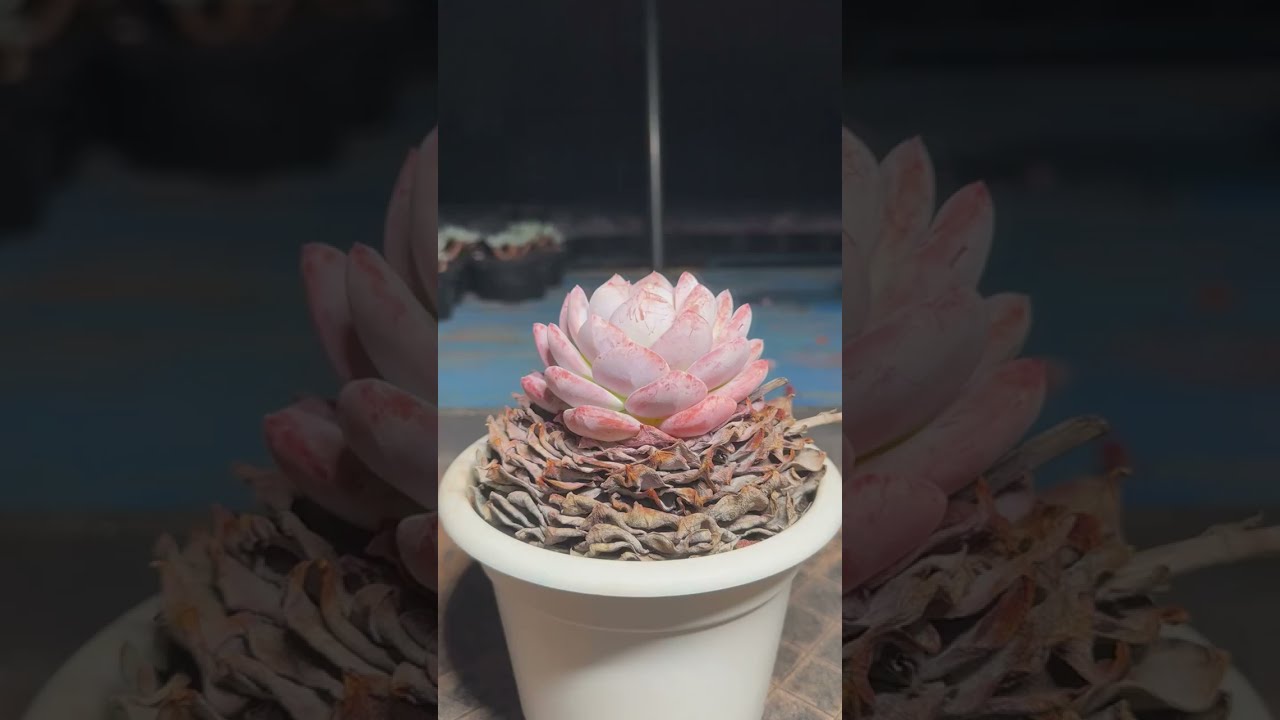 How to Grow Succulents Faster at Home | Easy Care Tips for Beginners