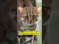 Potret Kucing Totol Ras Kucing Terkecil di Asia #shorts