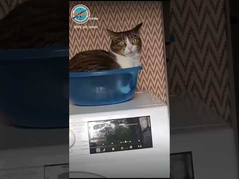Невозмутимый кот. Его глаза 😂. #юмор #угар #ржака #котики #прикол