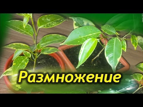 Бейне: Каштан кесу: ол өсіп кетпеуі үшін қалай кесуге болады? Ағаштың басын кесуге бола ма? Көктемде қалай дұрыс кесу керек?