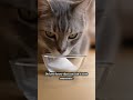 Did you know...? #cat #animals #nature #didyouknow #learnonyoutube