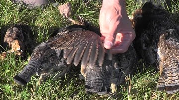 Ruffed Grouse Society - Determining Age and Sex of Ruffed Grouse