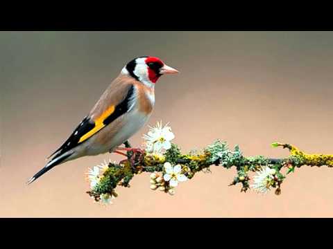 Vidéo: Chardonneret - oiseau chanteur